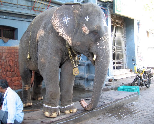 Éléphant du temple Hindou de Pondichéry maquillé, avec des bracelets de chevilles