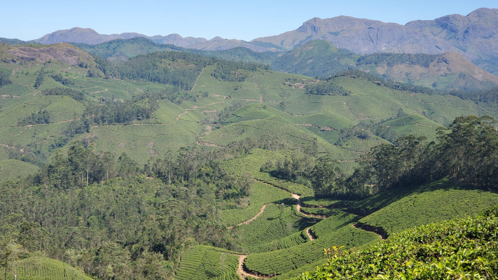 Des collines couvertes de plantation de thé parsemées de quelques arbres avec au loin de hauts sommets