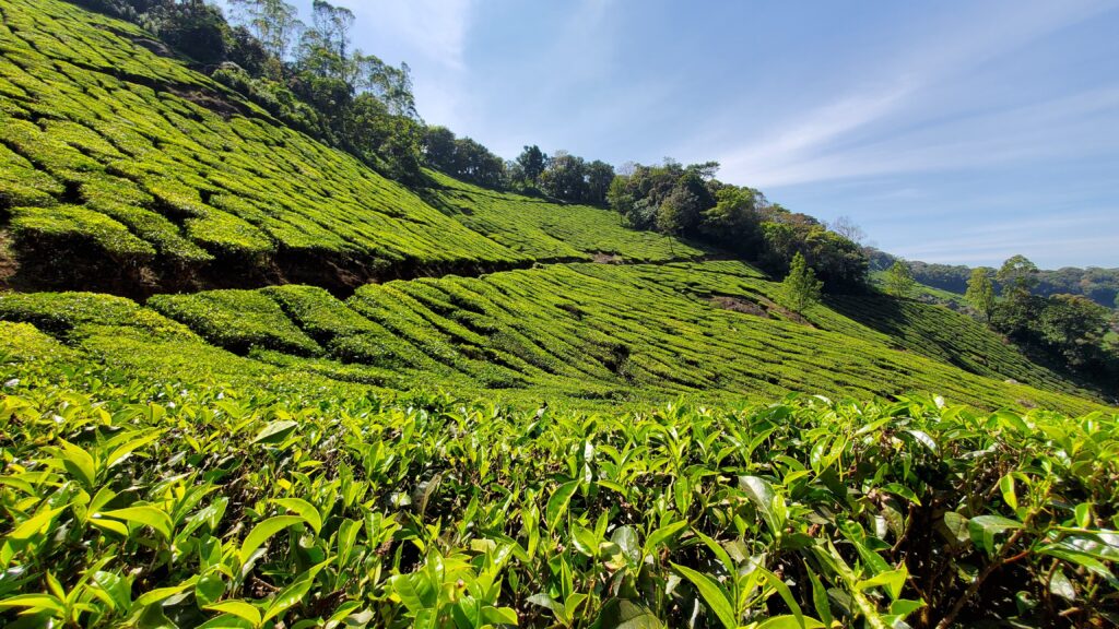 Des collines couvertes de plantation de thé avec des feuilles de thé au 1er plan