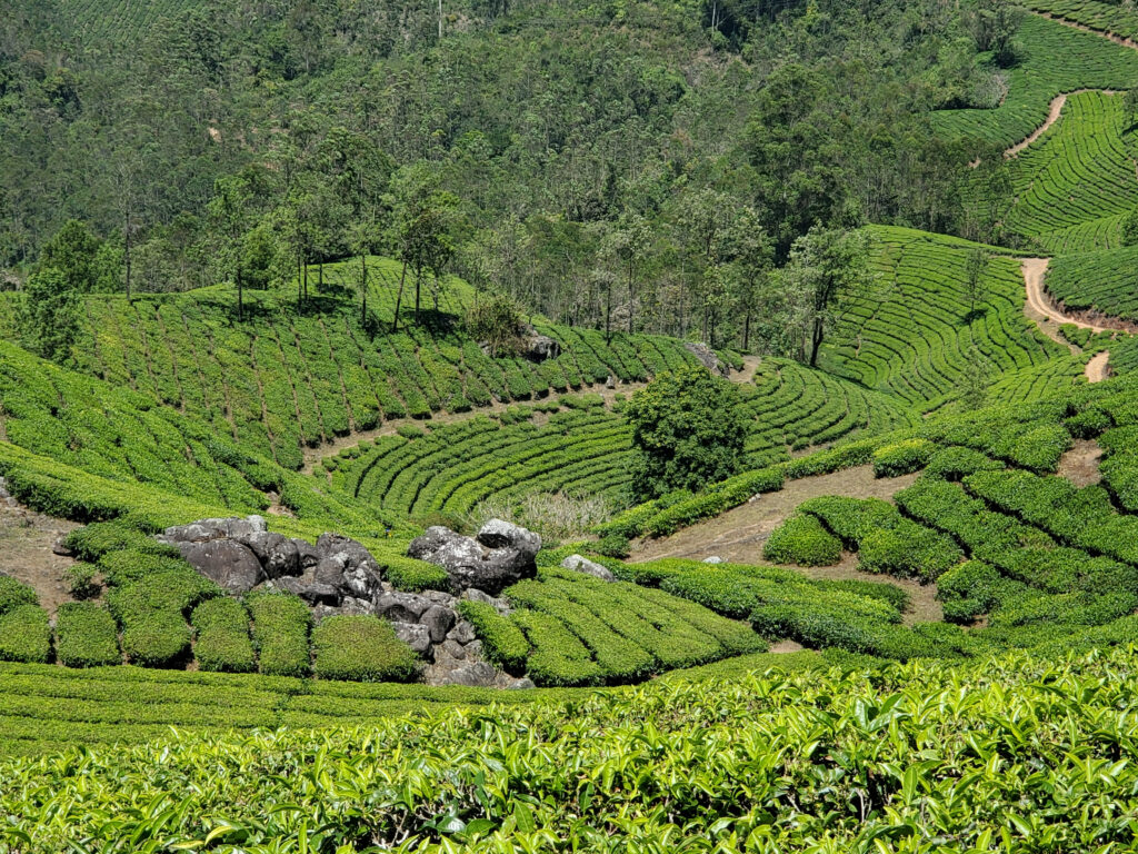 Des collines couvertes de plantation de thé parsemées de quelques arbres. Photo prise de haut.