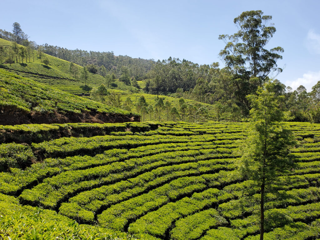 Des collines couvertes de plantation de thé parsemées de quelques arbres